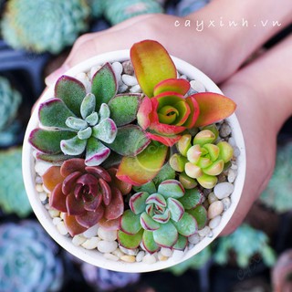 Chậu đất nung trắng size lớn