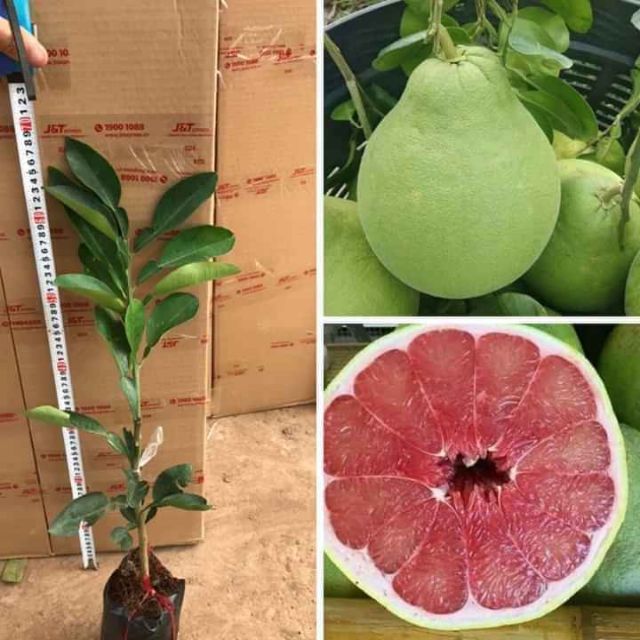 Dầu gội bưởi cặp