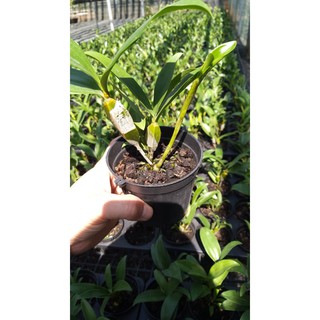 Lan Kiều Vuông Lộc Bắc