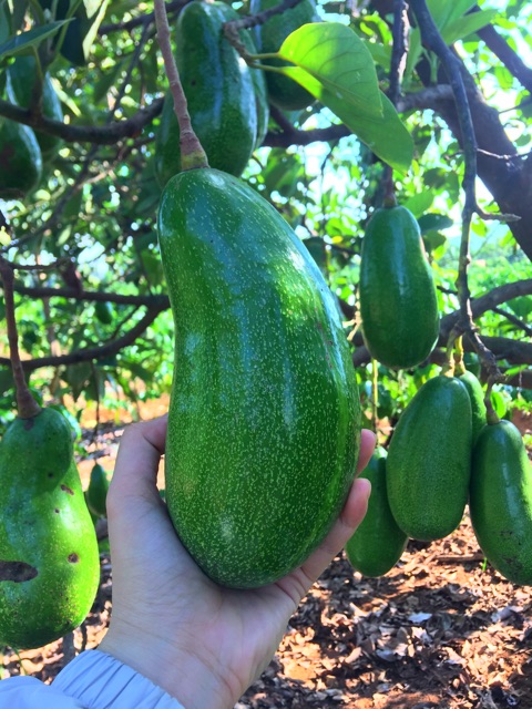 Bơ Trịnh Mười quả đẹp mịn màng