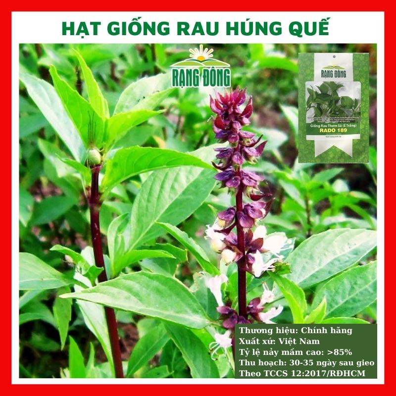 Hạt giống rau húng quế - rau củ quả trồng chậu, sân vườn ban công ngon giòn ngọt nảy mầm cao 10g RADO25