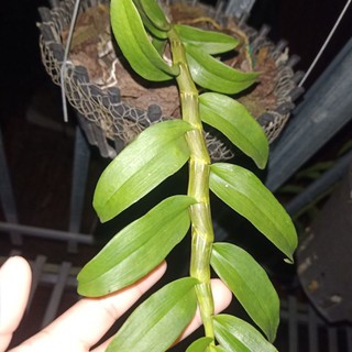 phi điệp thân lá đẹp ki năm 2