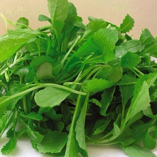 (GÍA SỈ) [Gói 20g] Hạt giống cải xanh ăn non