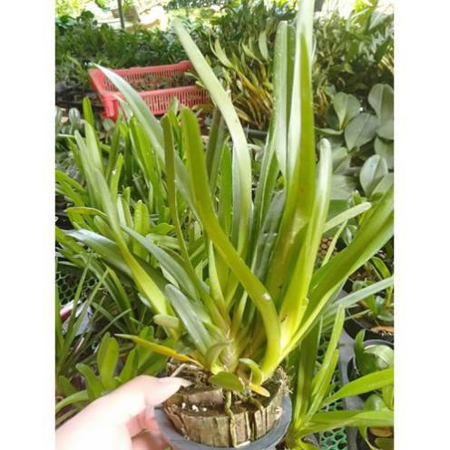 Hoa phong lan kiếm ngọc bích