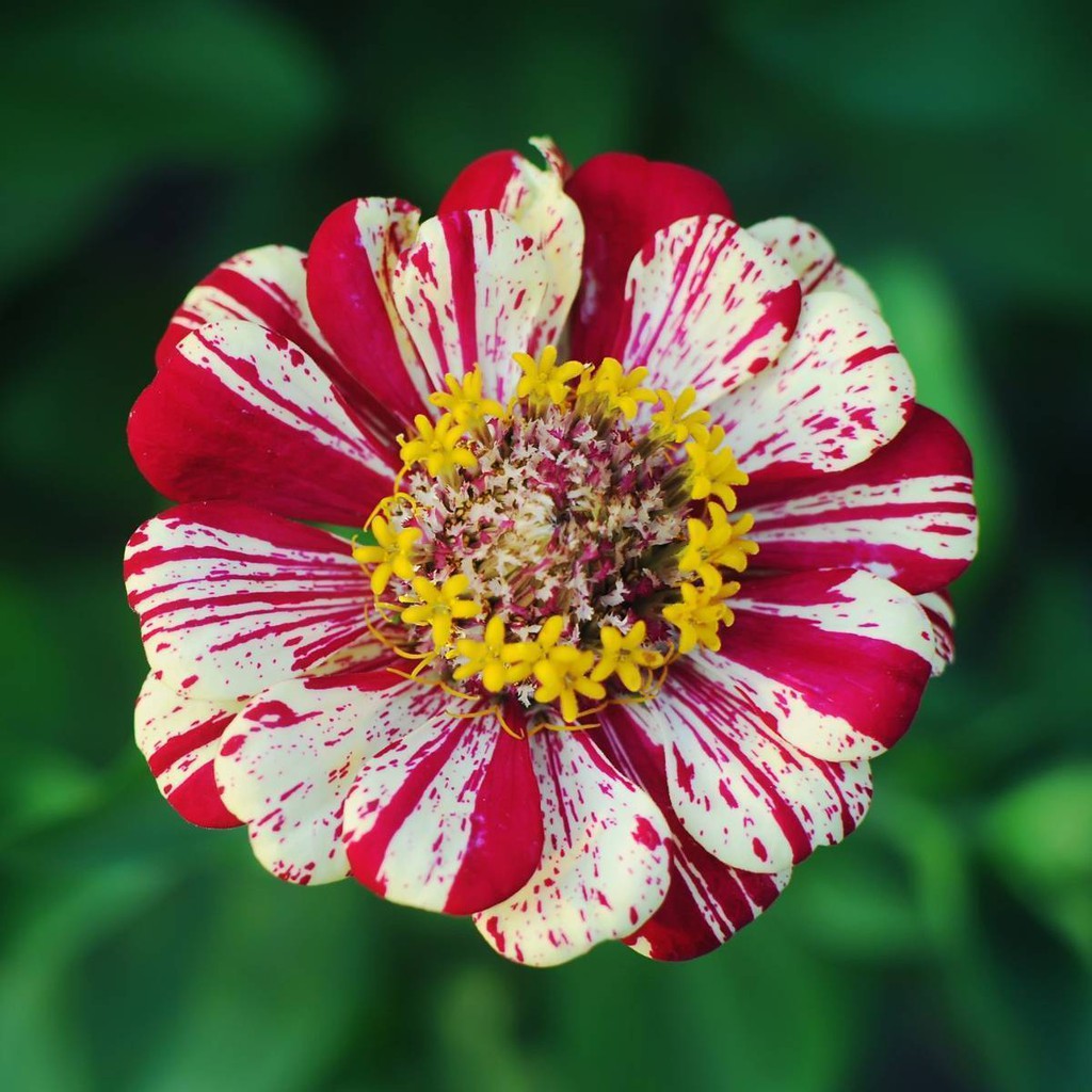 30 Hạt Giống Hoa Cúc Lá Nhám CandyStripe