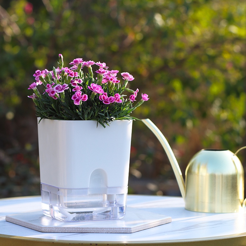 Chậu cây để bàn tự tưới Oliz G2. Dùng trang trí nhà cửa, văn phòng, bàn làm việc