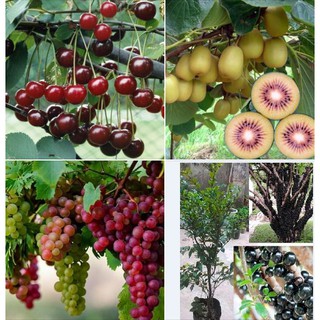 Combo 4 gói hạt giống cây ăn trái ( nho thân gỗ+cherry+kiwi+nho leo pháp+tặng gói kích mầm)