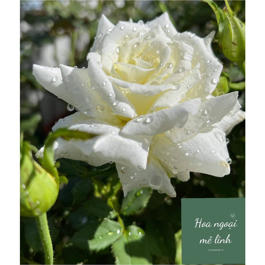 Hoa Hồng Ngoại pope John Paul II bông to siêu nổi bật -hoangoaimelinh