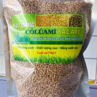 Hạt giống cỏ lúa mì