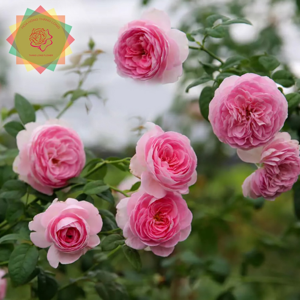 Cây hoa hồng ngoại Mon Couer Nhật  siêu đẹp - Hoa hồng Thăng Long Flower