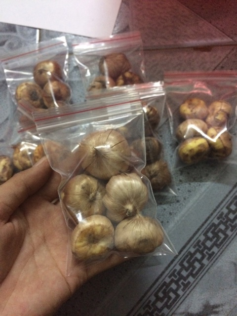 Combo 5 củ nghệ Tây màu tím