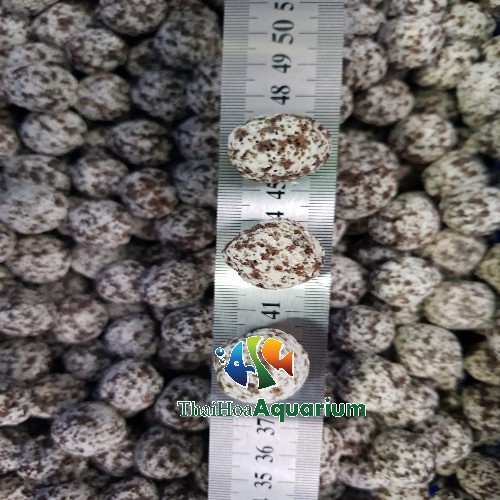 Sứ lọc dạng viên cho bể kính, hồ cá ngoài trời