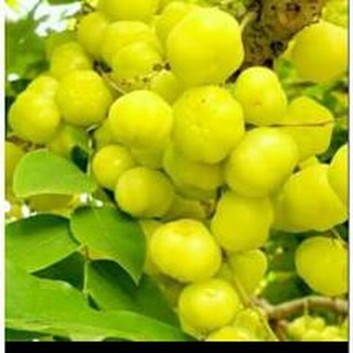 Cây Chùm Ruột Ngọt TháiLan.