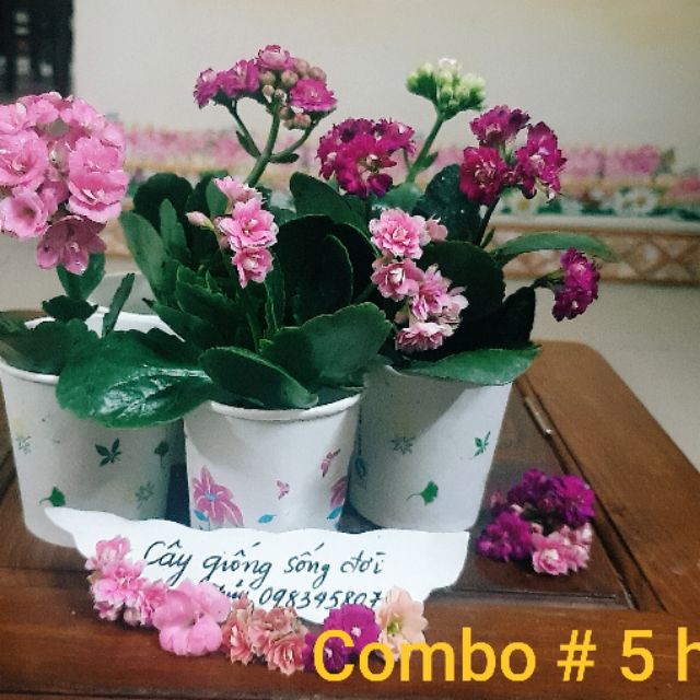 Combo#5 Cây con giống sống đời kép(mix màu)