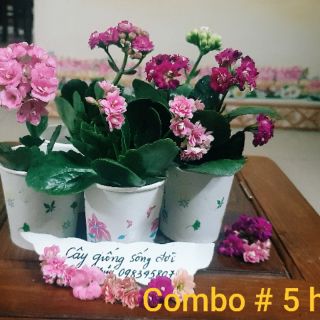 Combo#5 Cây con giống sống đời kép