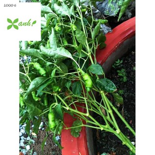 Hạt giống Ớt cu tý (05 hạt)