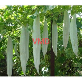 Hạt giống Khổ Qua Tây