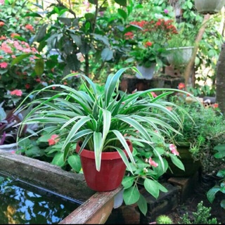 Cây mến khách,  cây lan bạch chỉ