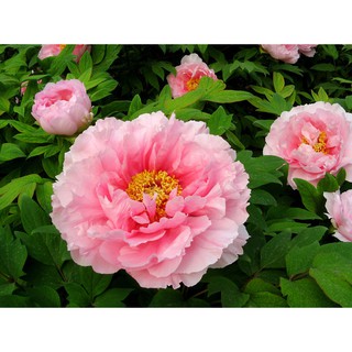 Hạt giống hoa mẫu đơn nhiều màu