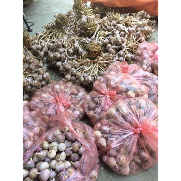 TỎI CÔ ĐƠN PHÙ YÊN SƠN LA CHUẨN XỊN