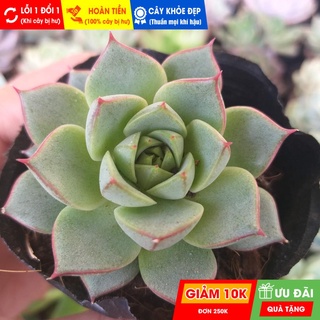 Sen đá bông hồng xanh, đã thuần khí hậu nóng, khoẻ đẹp, hoàn tiền khi cây bị hư hoặc lỗi