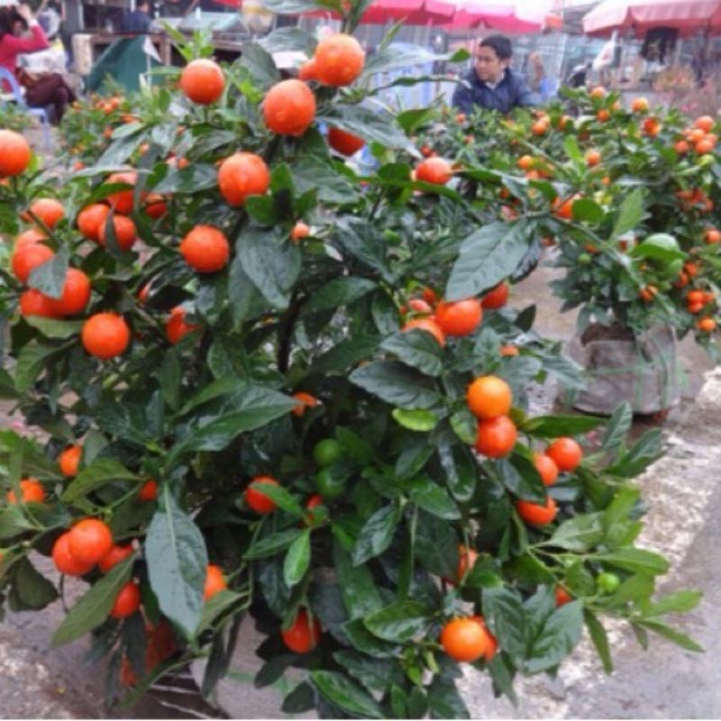 Hạt giống ớt trái tròn hiệu Rạng Đông