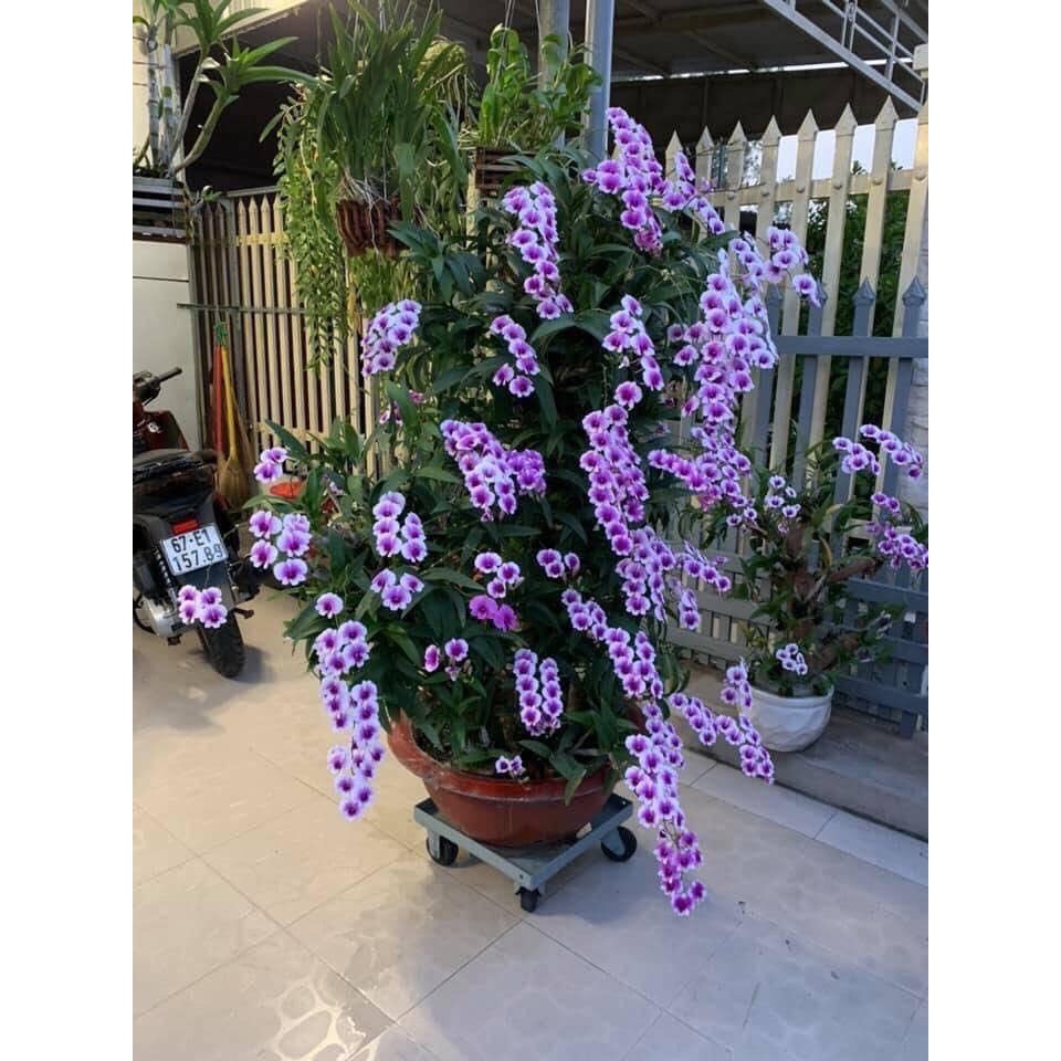 Combo 3 chậu Denro mini yaya