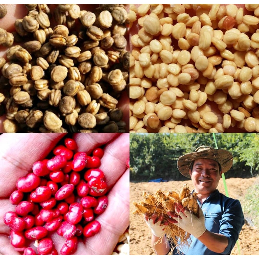 50 Hạt giống Nhân Sâm Hàn Quốc  0988 918 761