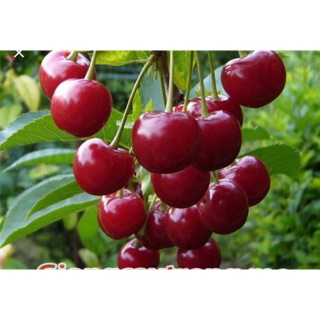 Cây giống chery anh đào mỹ