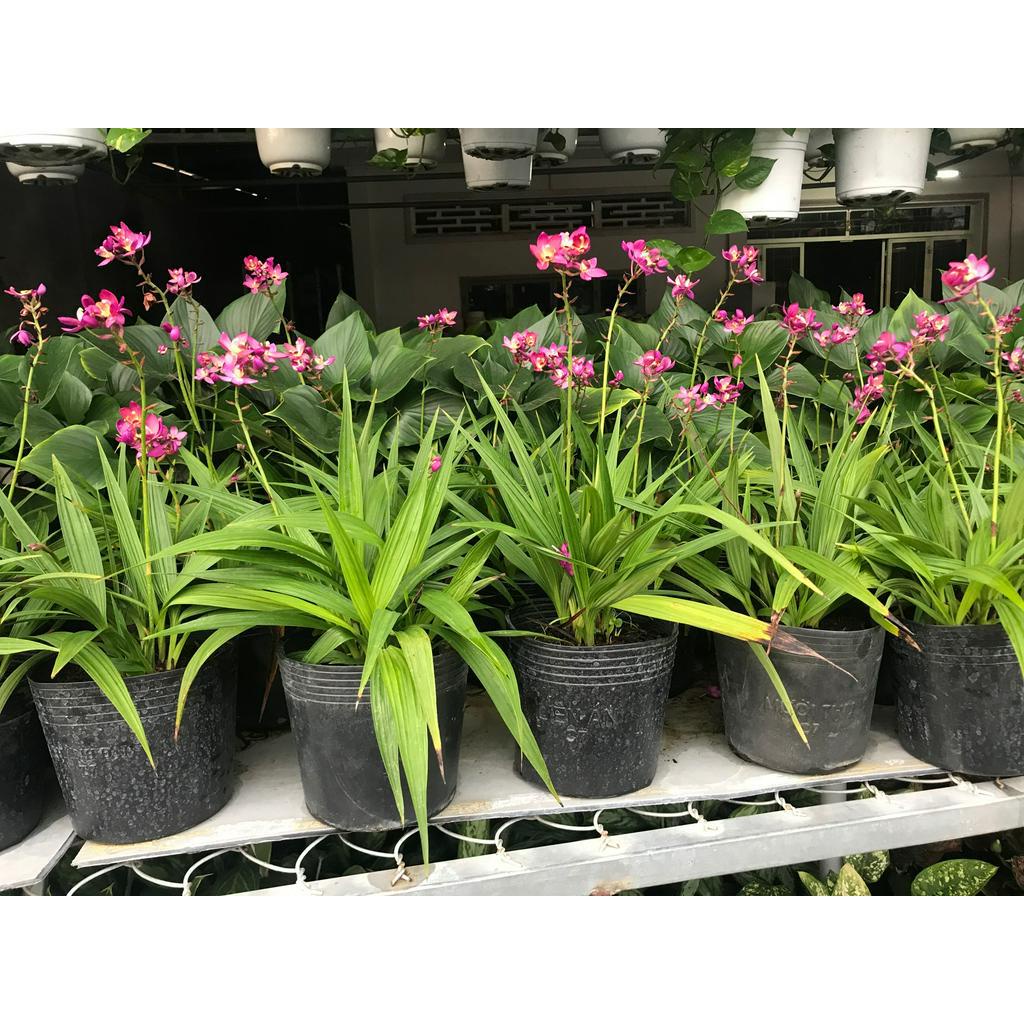 Cay địa lan hoa tím đang trổ bông + Tặng 02 cây nhót ngọt