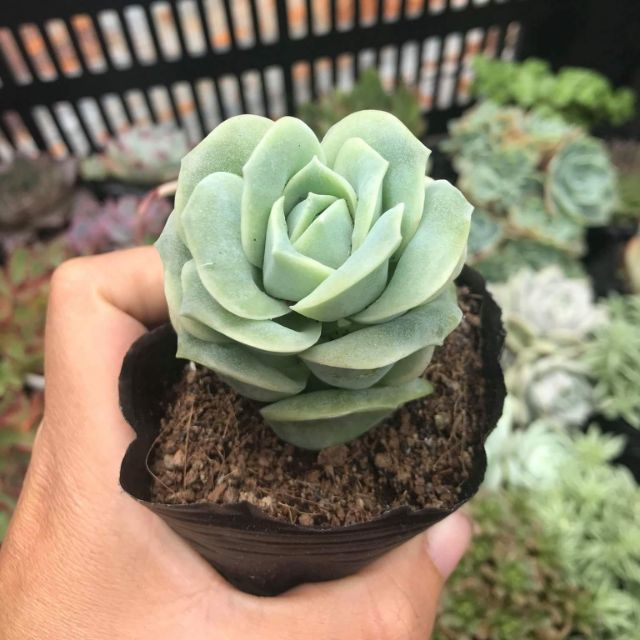 Sen đá hoa hồng giống mới