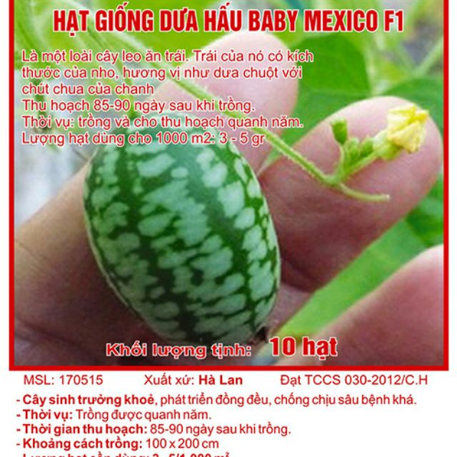 Hạt Giống Dưa Hấu mini Mexico ( Dưa Hấu Tí Hon)