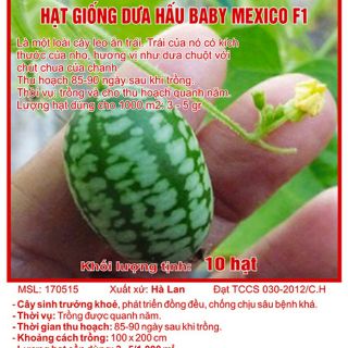 Hạt Giống Dưa Hấu mini Mexico ( Dưa Hấu Tí Hon)