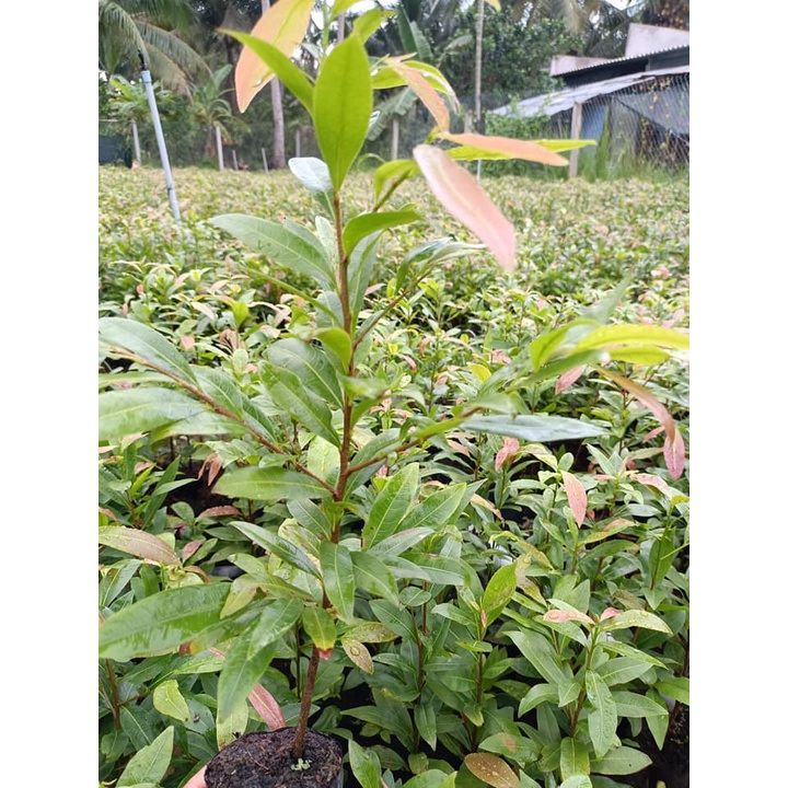 Combo 10 cây mai con quấn rễ