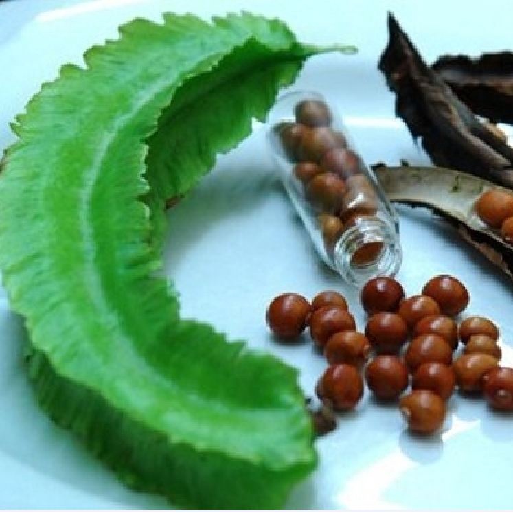 Hạt giống đậu rồng cao sản  CT148 - Gói 5gram