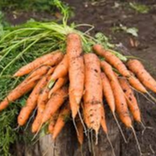 5gram HẠT GIỐNG CỦ CÀ RỐT