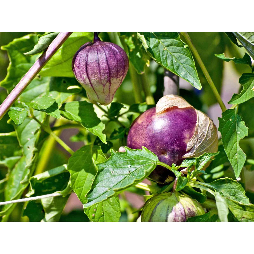 Hạt Giống Thù Lù Tím Khổng Lồ F1 (Tomatillo Really Purple) Nhập Khẩu Mỹ - 40 Hạt