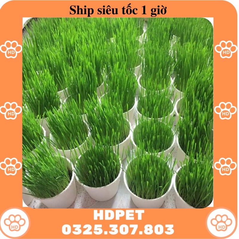 Bộ kit trồng cỏ mèo 1 chậu + 1 đất + 2 túi cỏ 15g