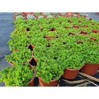 Sen đá sedum xanh (size trung)