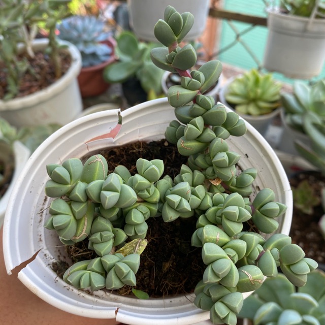 SEN ĐÁ LÁ TIM BỤI LỚN 8-12CM