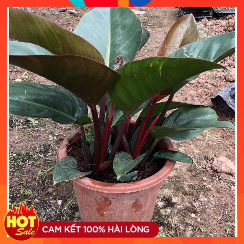 Cây trầu bà đế vương đỏ, Cao 40cm chậu 3 thân to khỏe lá mập mạp sức sống mãnh liệt.