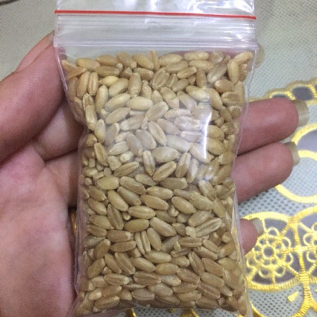 Hạt giống cỏ mèo bổ xung chất xơ giúp tiêu búi lông cho mèo túi 10g - Long Vũ Pet Food