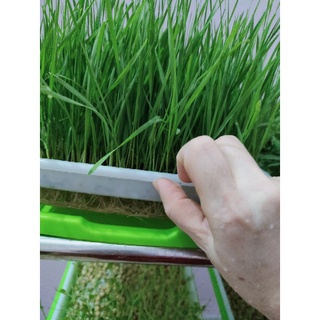 Hạt giống mầm lúa mì/lúa mạch gói 1kg