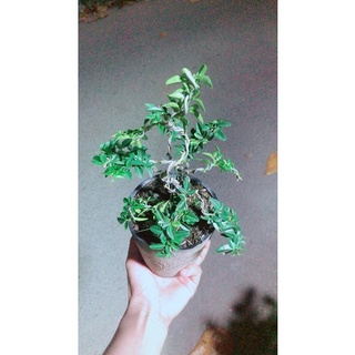 Kim Quýt Bonsai