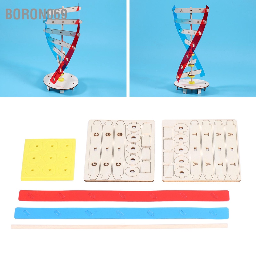 Boron069 Mô hình DNA bằng gỗ Tốt cho sức khỏe Giúp học dễ dàng lắp đặt xoắn ốc đôi tự làm 6 tuổi trở lên