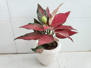 Cây vạn lộc