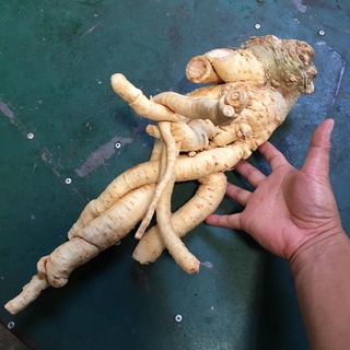 củ đinh lăng,rễ đinh lăng tươi 2 kg