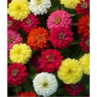 Hạt giống hoa Zinnia cao cây (Cúc lá nhám/ cúc nhi nha) kèm quà tặng và hướng dẫn