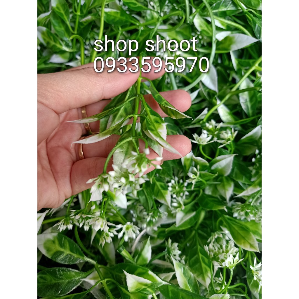 CỎ ĐIỂM KÝ- ĐIỂM HOA LÁ