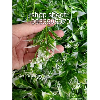 CỎ ĐIỂM KÝ- ĐIỂM HOA LÁ